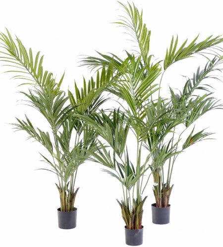 plante