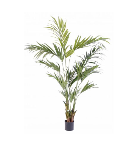 bobazar-accessoires-plante-kintia-1